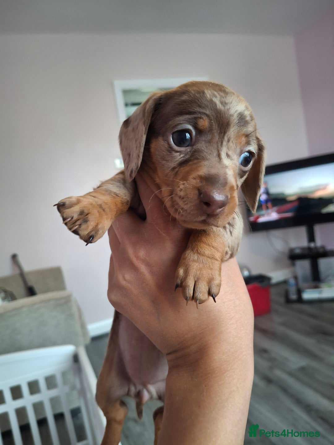 Miniature Dachshund dogs for sale: 💖 Adorable tiny miniature dachshund pups 💖 - Image 16