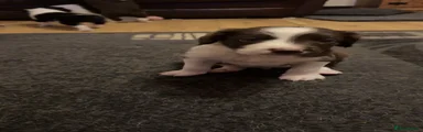 English Springer Spaniel 2