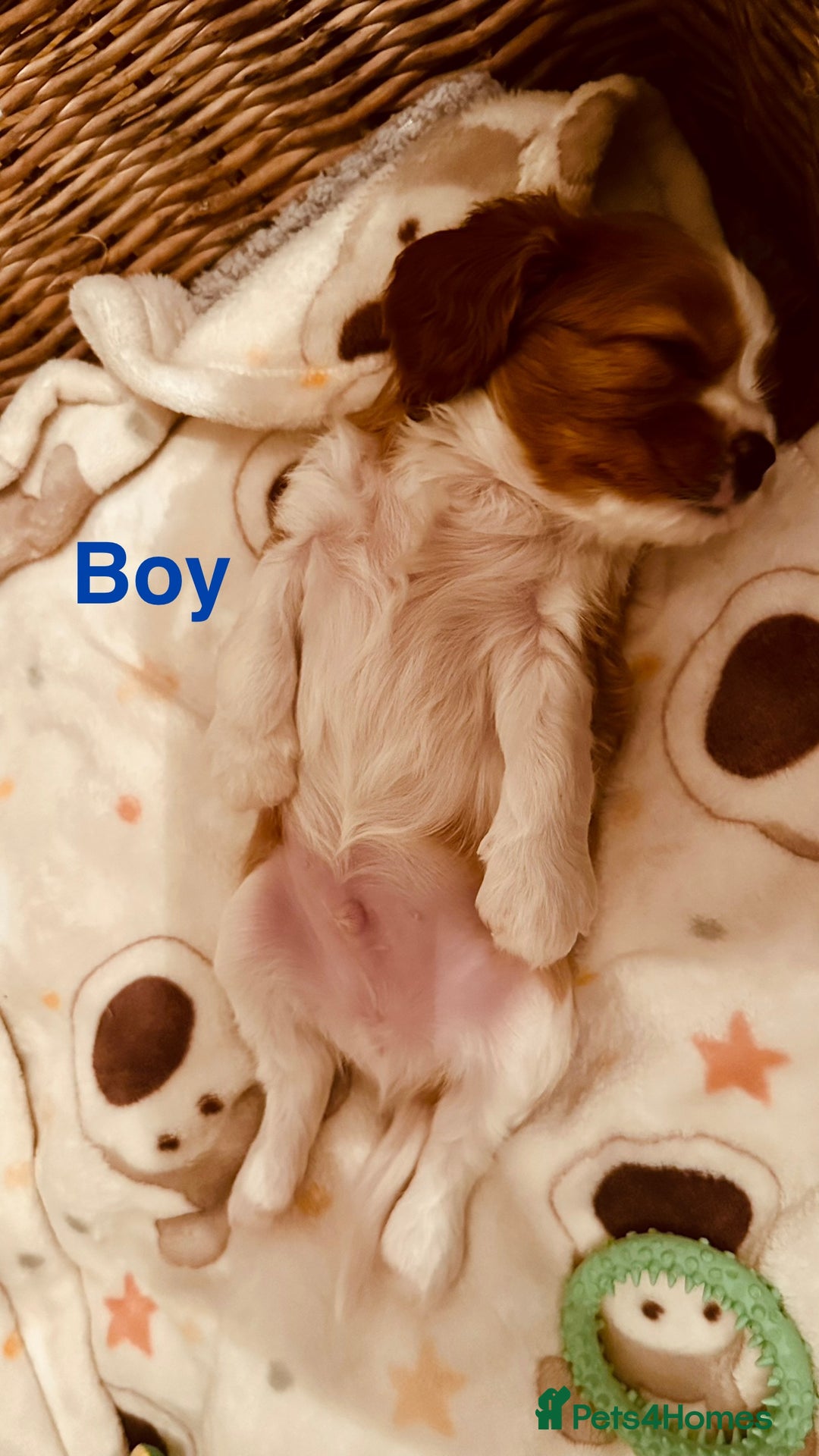 Cavalier King Charles Spaniel dogs for sale: Cavalier puppies (mam is a therapy dog) - Image 6
