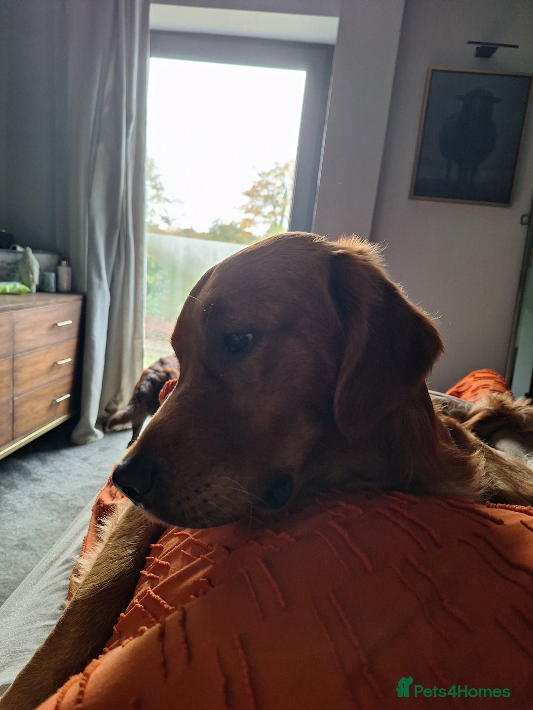 Mixed Breed dogs for sale: Goldendoodle pups 6 girls 3 boys - Advert 7