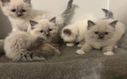 Ragdoll cats for sale: AMAZING QUALITY PEDIGREE HCM/PKD CLEAR KITTENS  - Image 10