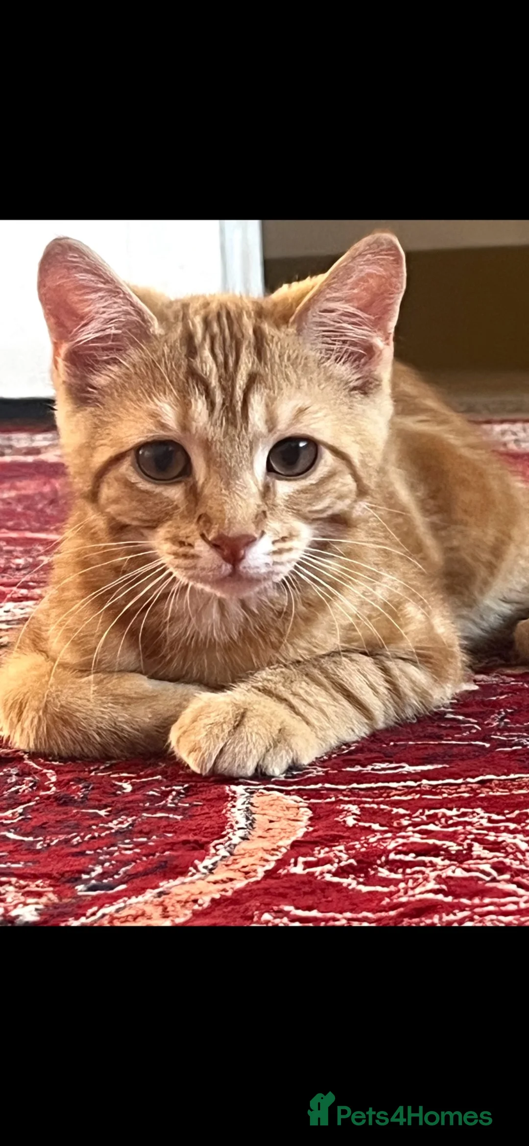 Mixed Breed cats for sale: Ginger Tabby Kitten – 5 Months Old in London - Advert 2
