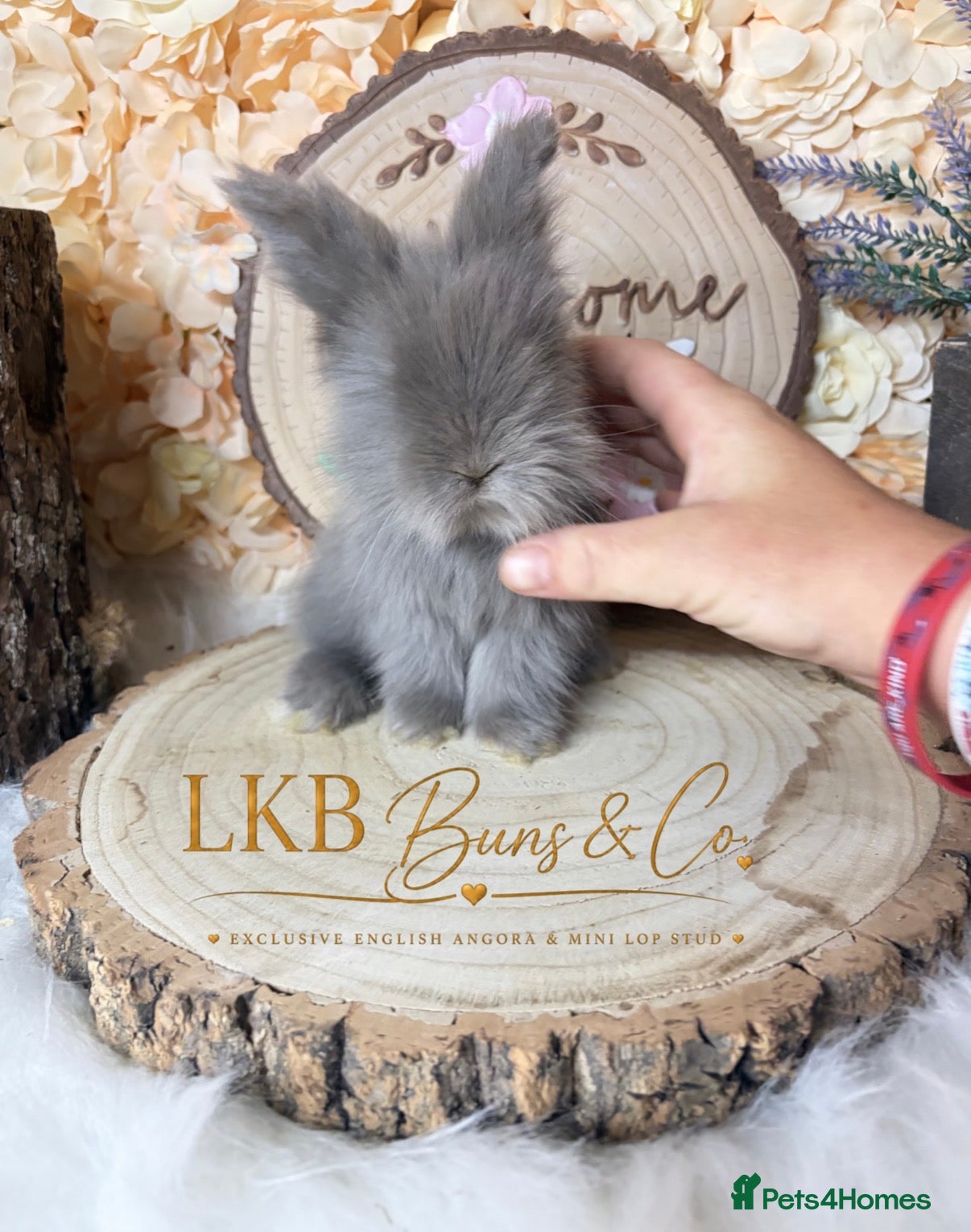 Angora rabbits 🌟 PEDIGREE ENGLISH ANGORA 🌟 - Advert 1