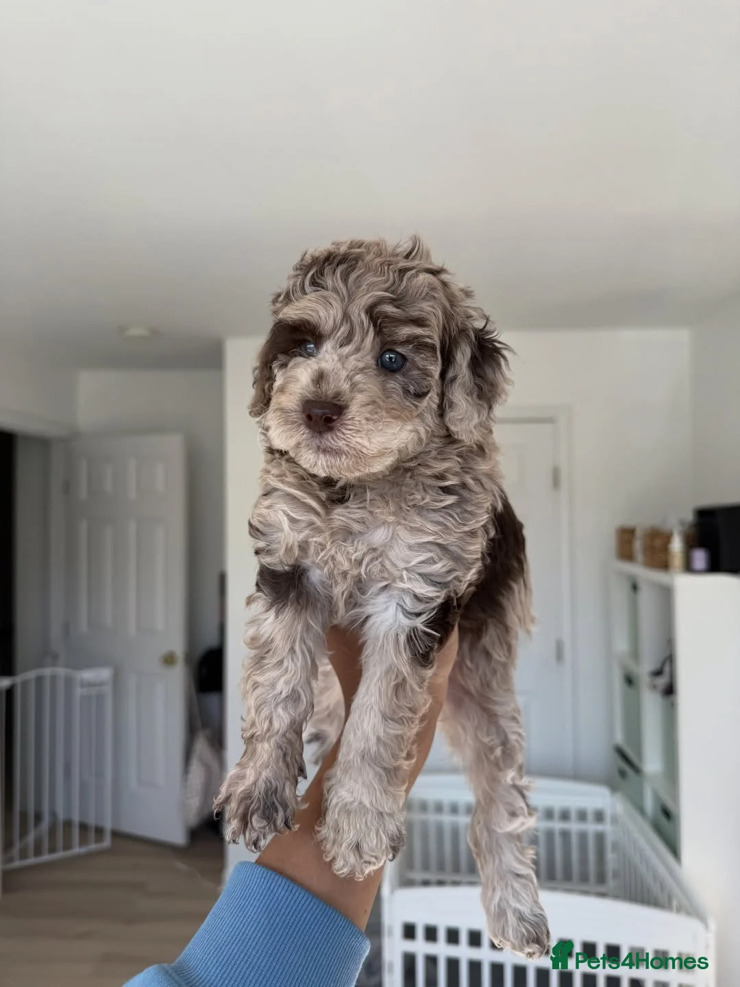 Cockapoo dogs for sale: Quality, Home Raised & Ready for Loving Homes 🐾 in Deal - Advert 2