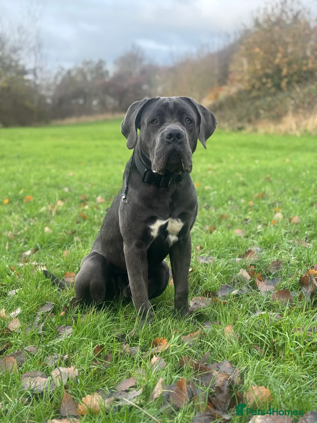 Cane Corso dogs for sale: Male cane corso (Blue) - Advert 1