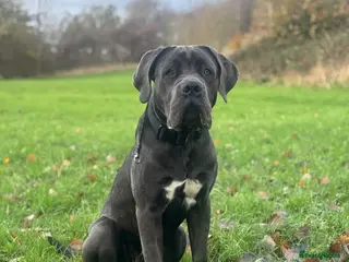 Cane Corso dogs Male cane corso (Blue) - Advert 1