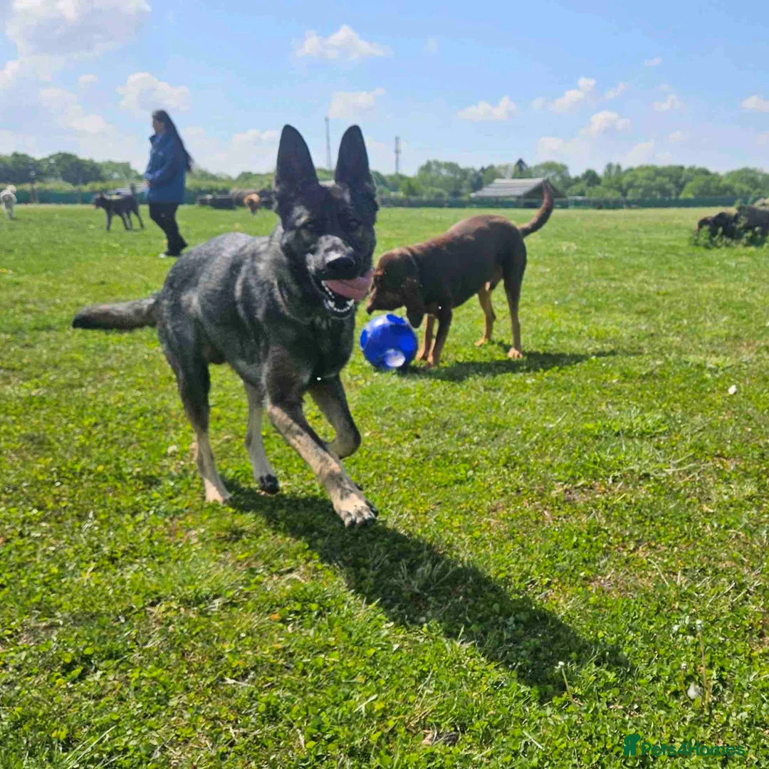 German Shepherd dogs for sale: German shepherd male - Advert 6