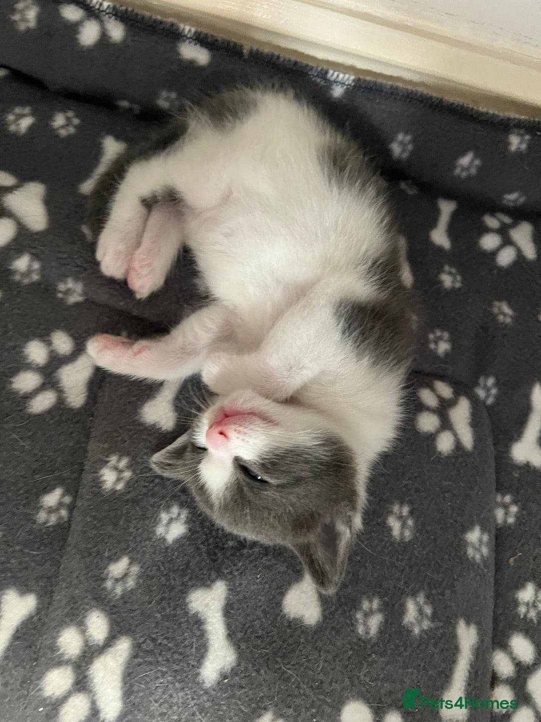 British Shorthair cats for sale: Blue and white kitten  - Advert 4