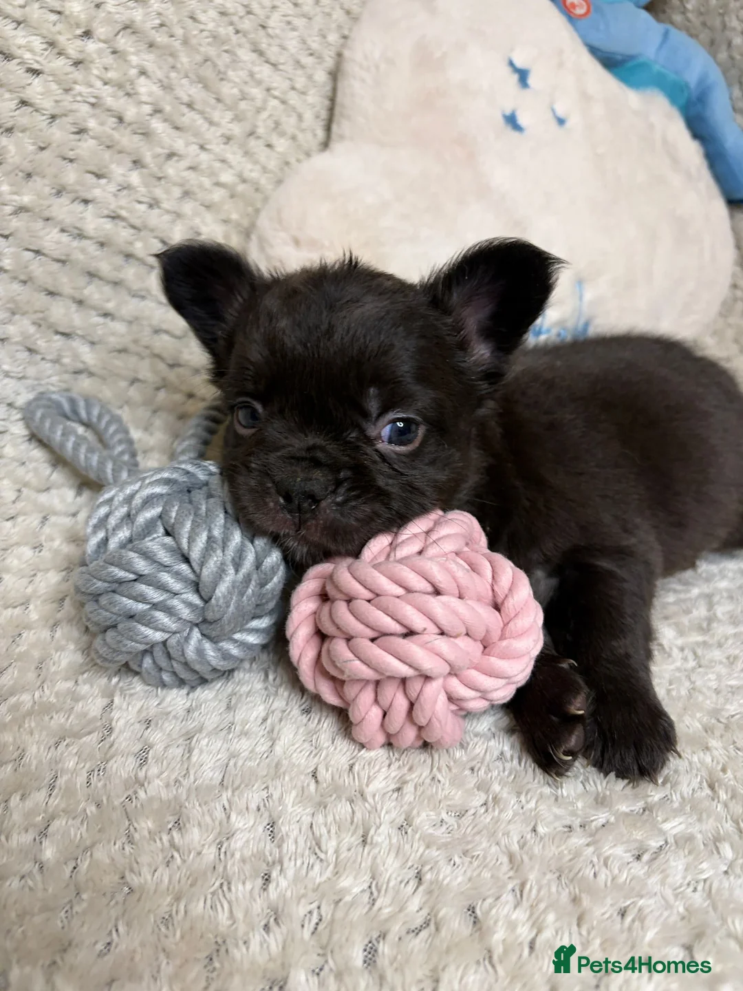 French Bulldog dogs for sale: Fluffy French Bulldogs in Bangor - Advert 11