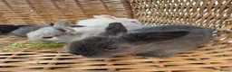 Mixed Breed rabbits for sale: Lion lop mix litter of baby bunnies  - Advert 2
