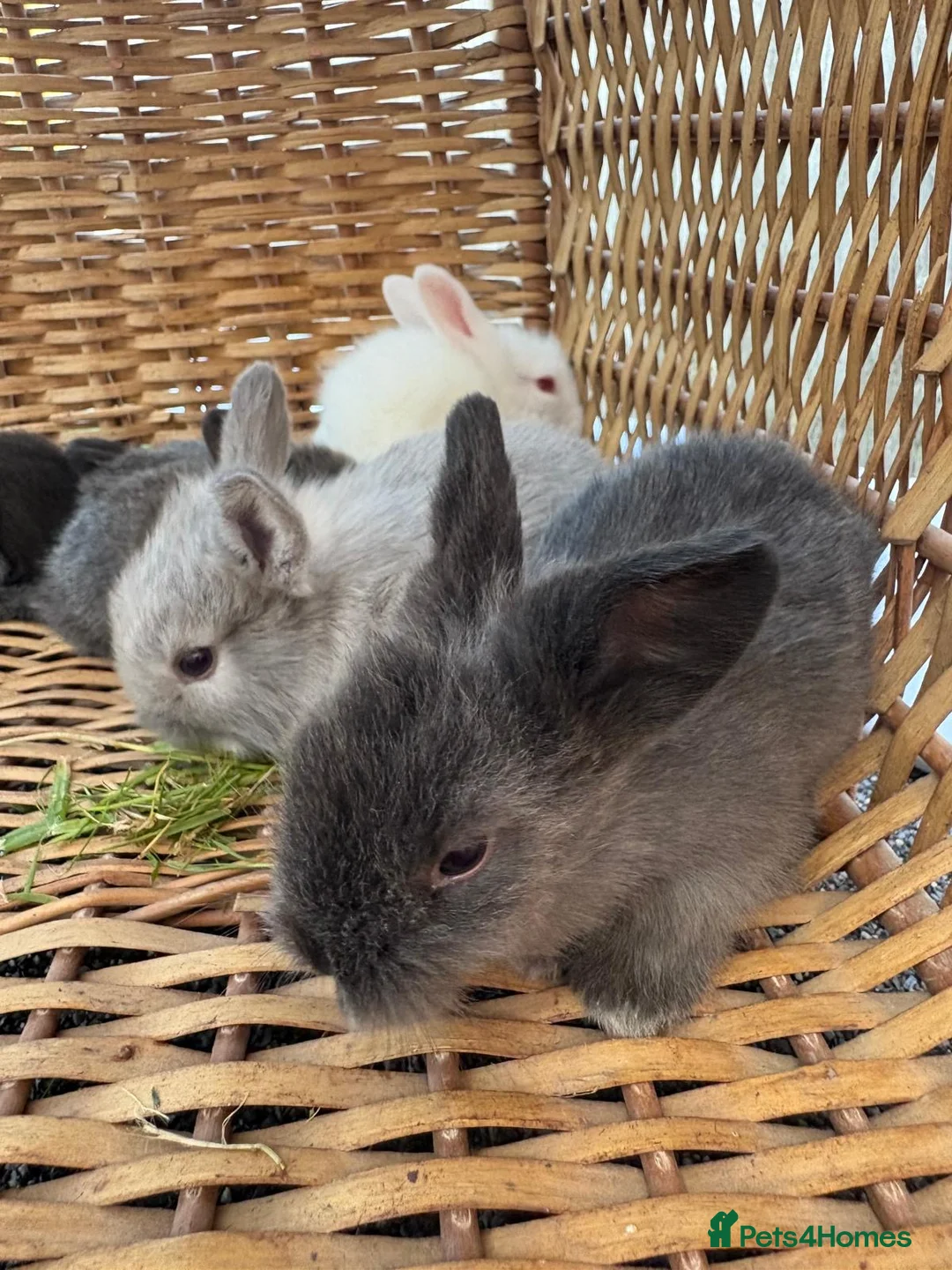 Mixed Breed rabbits for sale: Lion lop mix litter of baby bunnies  - Advert 2