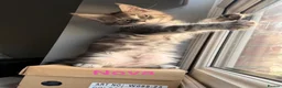 Maine Coon cats for sale: Maine Coon Kittens Champion Lines 3 GIRLS LEFT - Advert 12