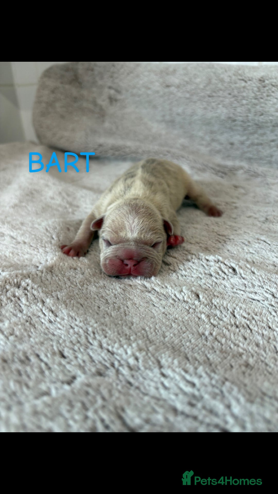 French Bulldog dogs for sale: French Bulldog Puppies -REDUCED!! in Stevenage - Image 17