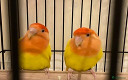Lovebirds birds for sale: Rehoming Bonded Yellow Lovebirds with Full Setup - Image 1