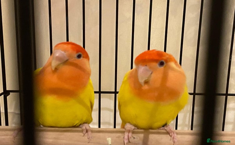 Lovebirds birds - Advert 4