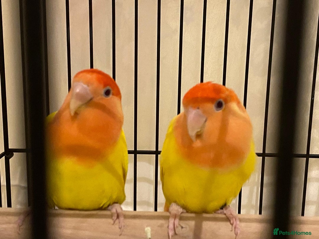 Lovebirds birds for sale: Rehoming Bonded Yellow Lovebirds with Full Setup - Image 1