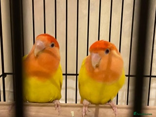 Lovebirds birds - Advert 24