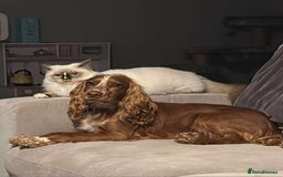 Cocker Spaniel dogs for sale: Amazing 1 year old cocker spaniel boy  - Image 11