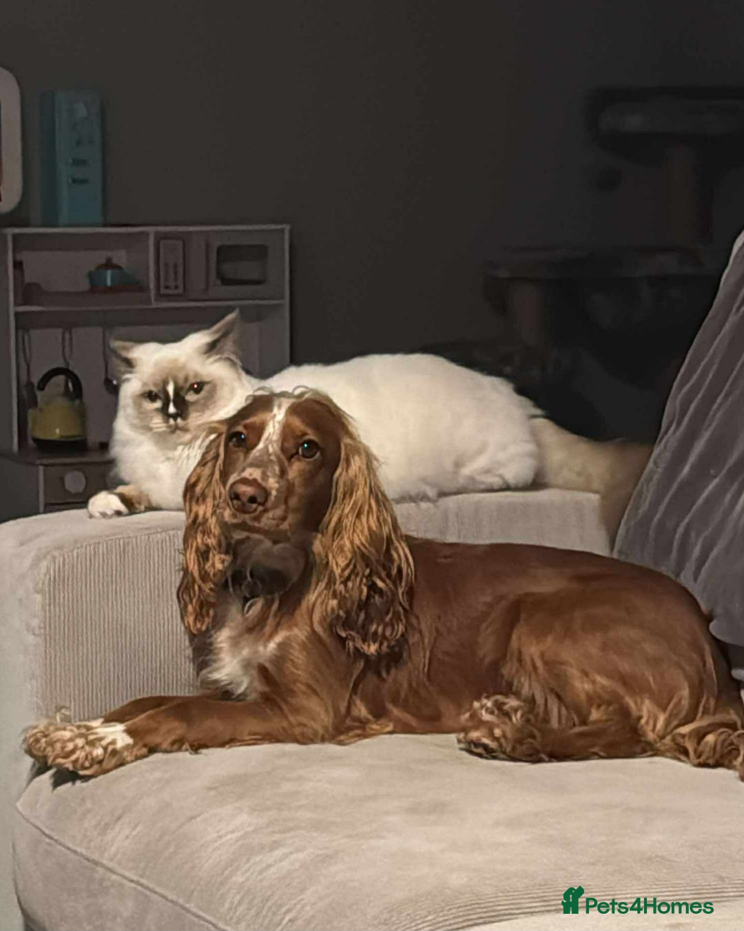 Cocker Spaniel dogs for sale: Amazing 1 year old cocker spaniel boy  - Image 11