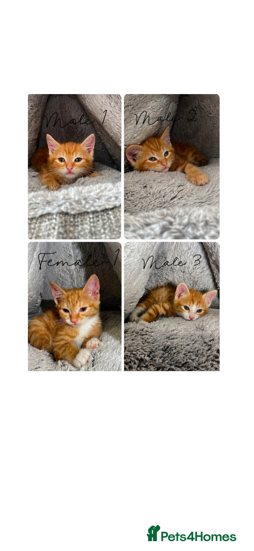 Mixed Breed cats Adorable Ginger Kittens Ready For Their New Home🏡 - Advert 3