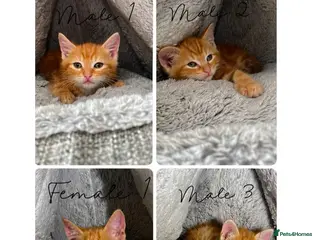 Mixed Breed cats Adorable Ginger Kittens Ready For Their New Home🏡 - Advert 3