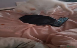 Persian cats for sale: Persian kittens I male 1 female - Image 2