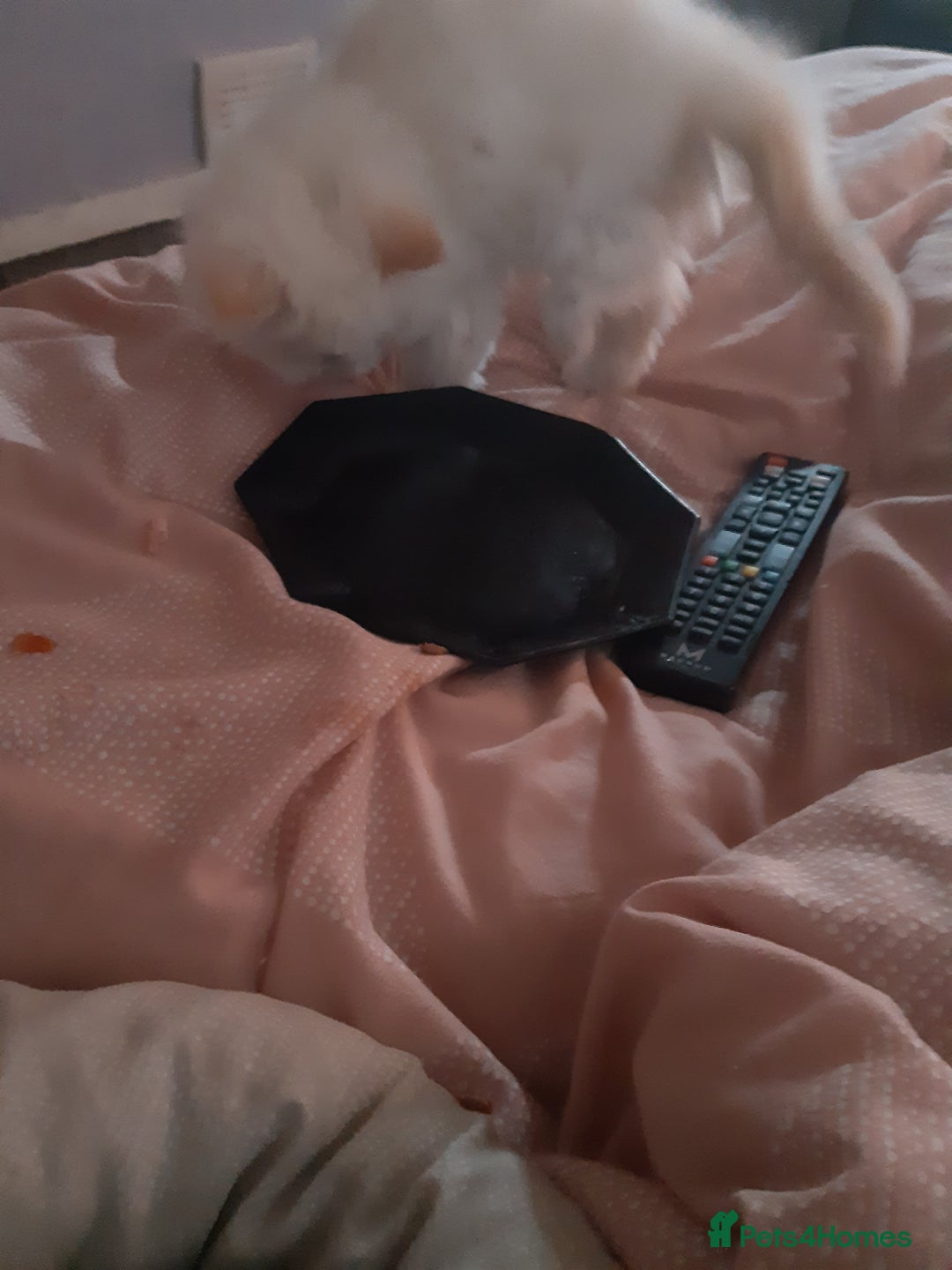 Persian cats for sale: Persian kittens I male 1 female - Image 2