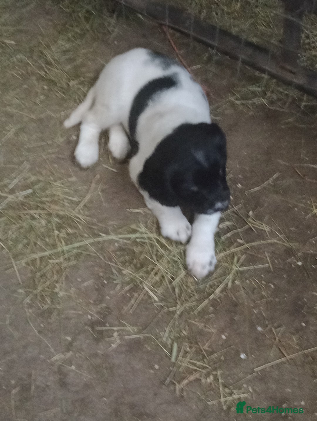 English Springer Spaniel dogs for sale: Adorable English springer spaniels - Advert 11