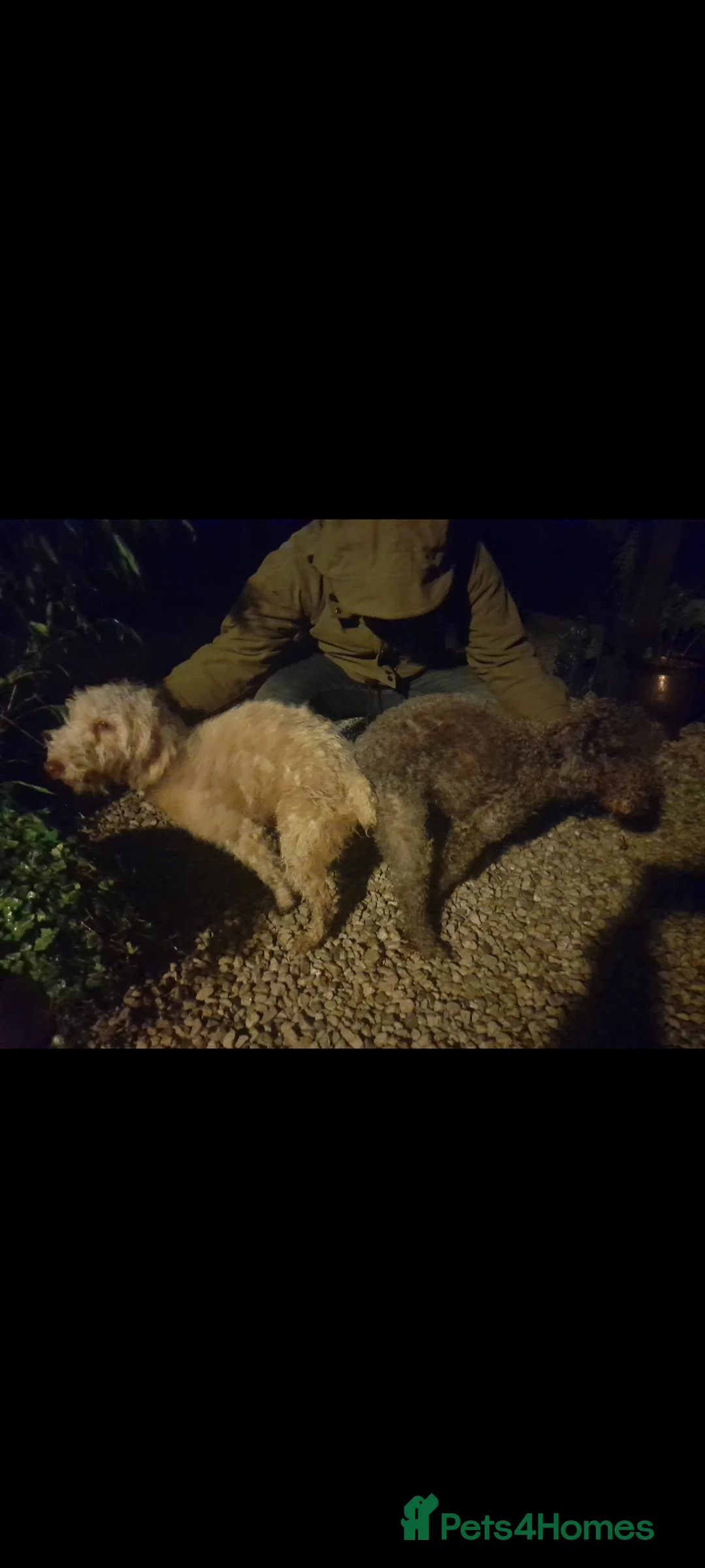 Bedlington Terrier dogs for stud: Blue.  Bedlington terrier for stud  CT Clear   in Chesterfield - Advert 16