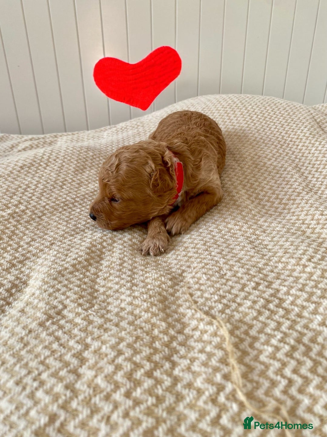 Poochon dogs for sale: ♥️🐶🧸 TINY ASIAN TOY POOCHONS FOR SALE ♥️ - Advert 7