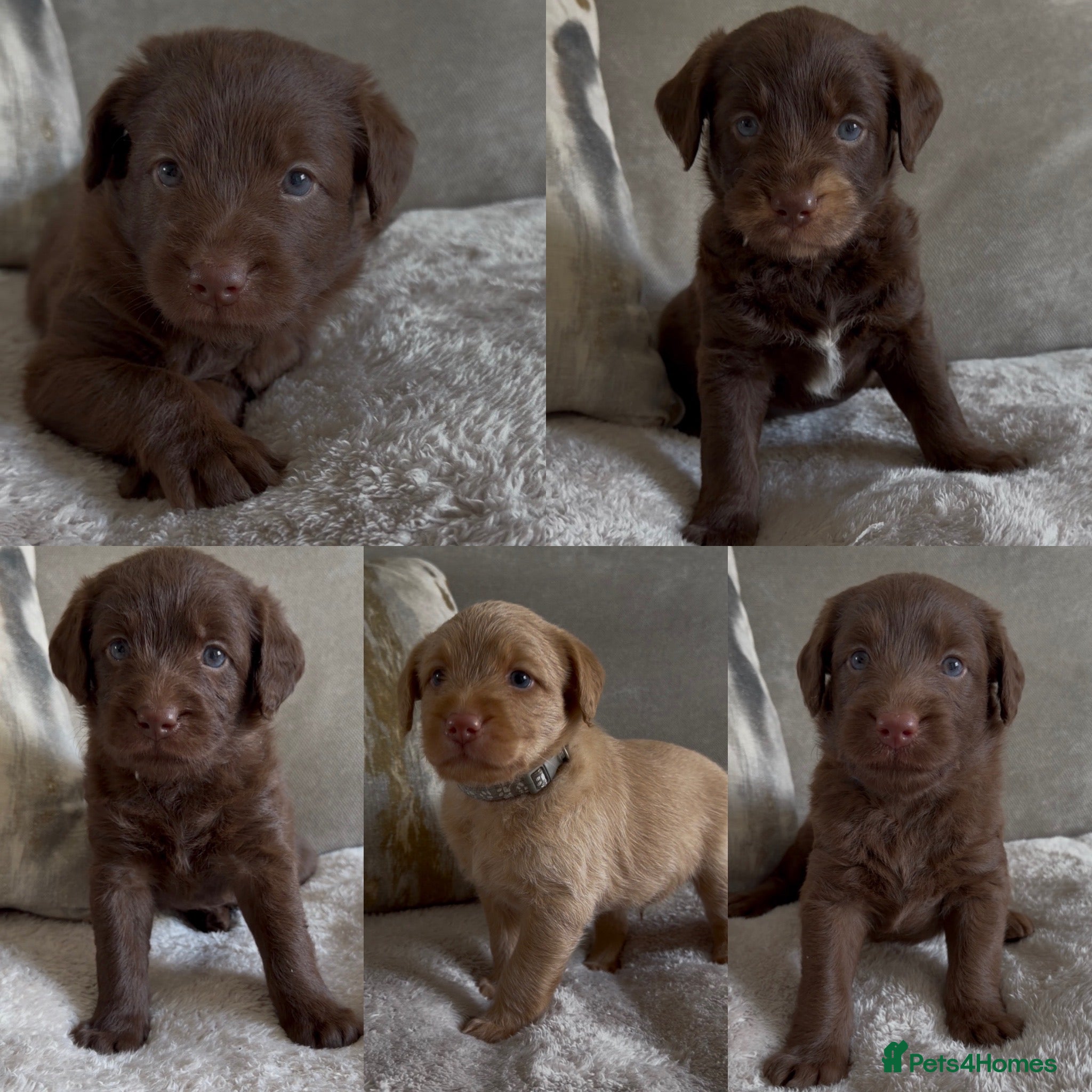 Labradoodle dogs Beautiful chunky miniature labradoodles 💕 - Advert 2