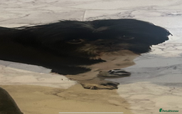 Shih Tzu dogs for stud: Shih tzu for stud  - Advert 2