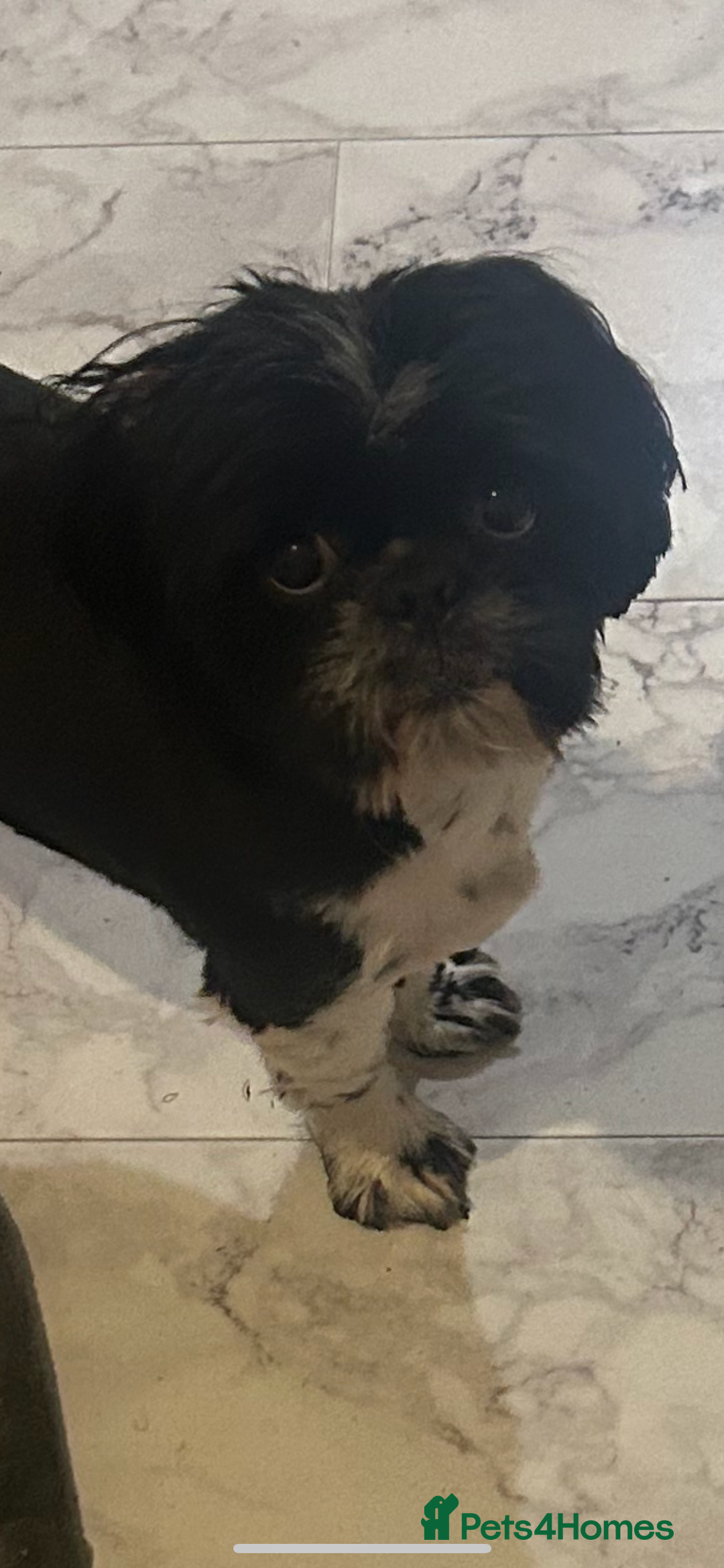 Shih Tzu dogs for stud: Shih tzu for stud  - Advert 2