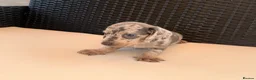 Miniature Dachshund dogs for sale: Miniature Dachshund Puppies - Advert 5