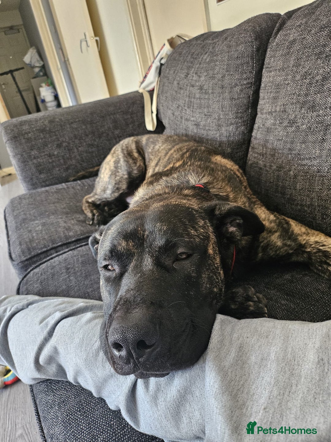 Mixed Breed dogs for sale: Clyde  - Image 5