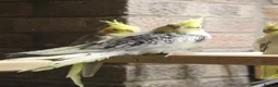 Cockatiels birds for sale: Young Cockatiels  - Advert 13