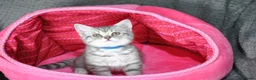 British Shorthair cats for sale: Beautiful British Shorthair female kitten - Advert 1
