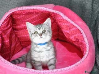 British Shorthair cats Beautiful British Shorthair female kitten - Advert 2