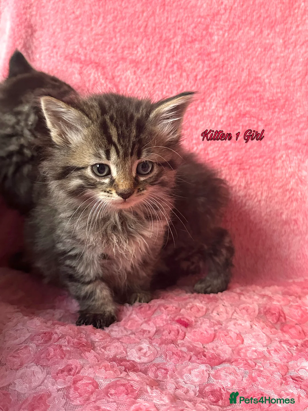 Maine Coon cats for sale: Maine coon cross Kittens❤️ - Advert 5