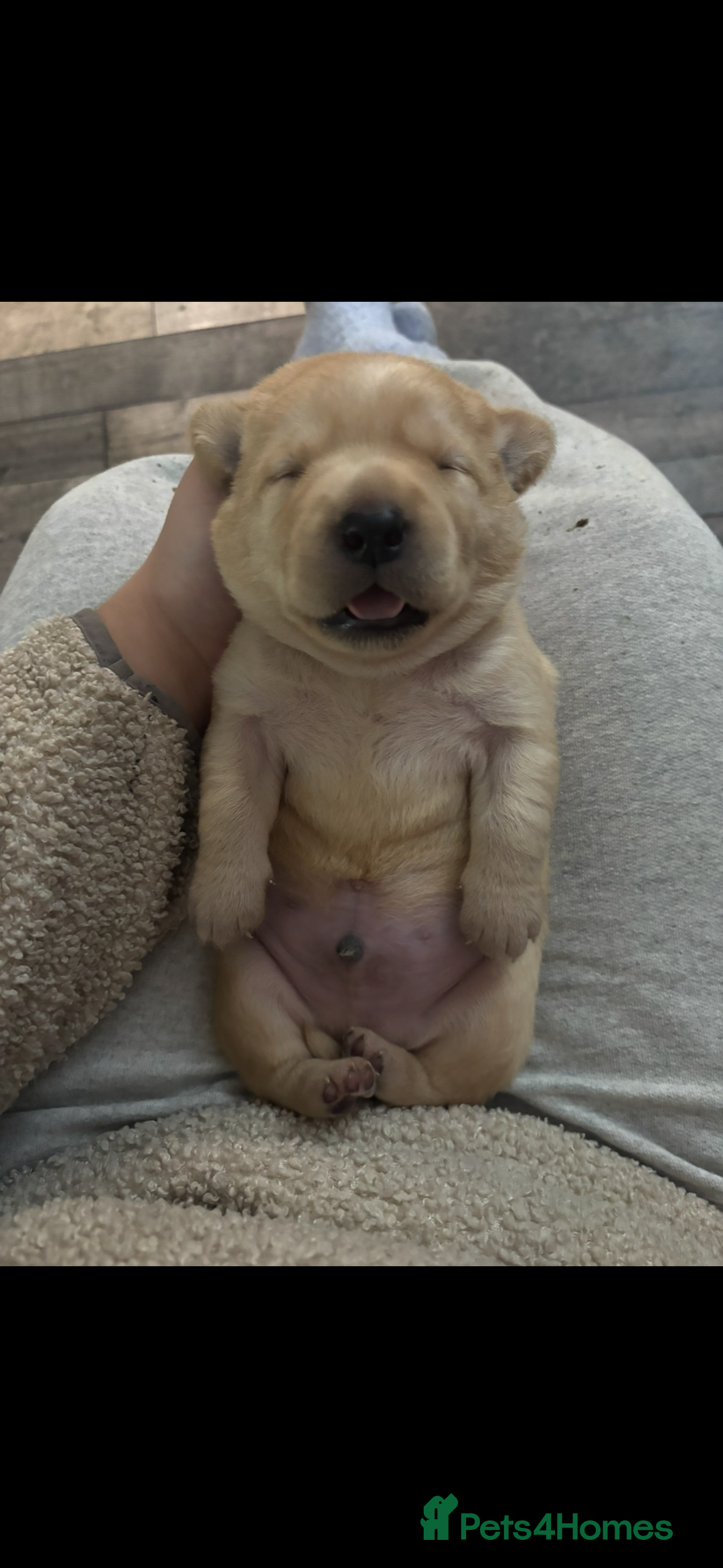 Labrador Retriever dogs for sale: Stunning litter of Labrador puppies - Advert 3