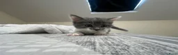 Mixed Breed cats for sale: Kittens for sale (grey girl left) in Honiton - Advert 2