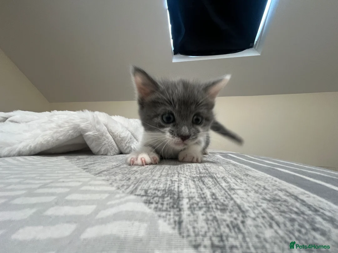 Mixed Breed cats for sale: Kittens for sale (grey girl left) in Honiton - Advert 2