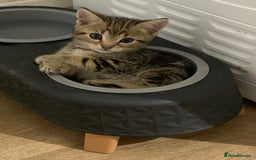Mixed Breed cats for sale: Tabby Kittens - Image 2