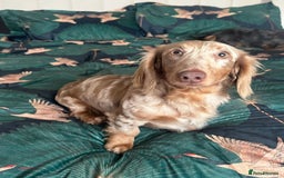 Miniature Dachshund dogs for sale: Isabella & tan long haired dapple - Image 4