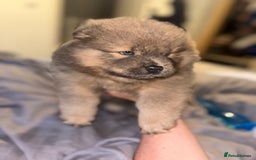 Chow Chow dogs for sale: Merle Chow Chow Pups 🐻 - Image 27