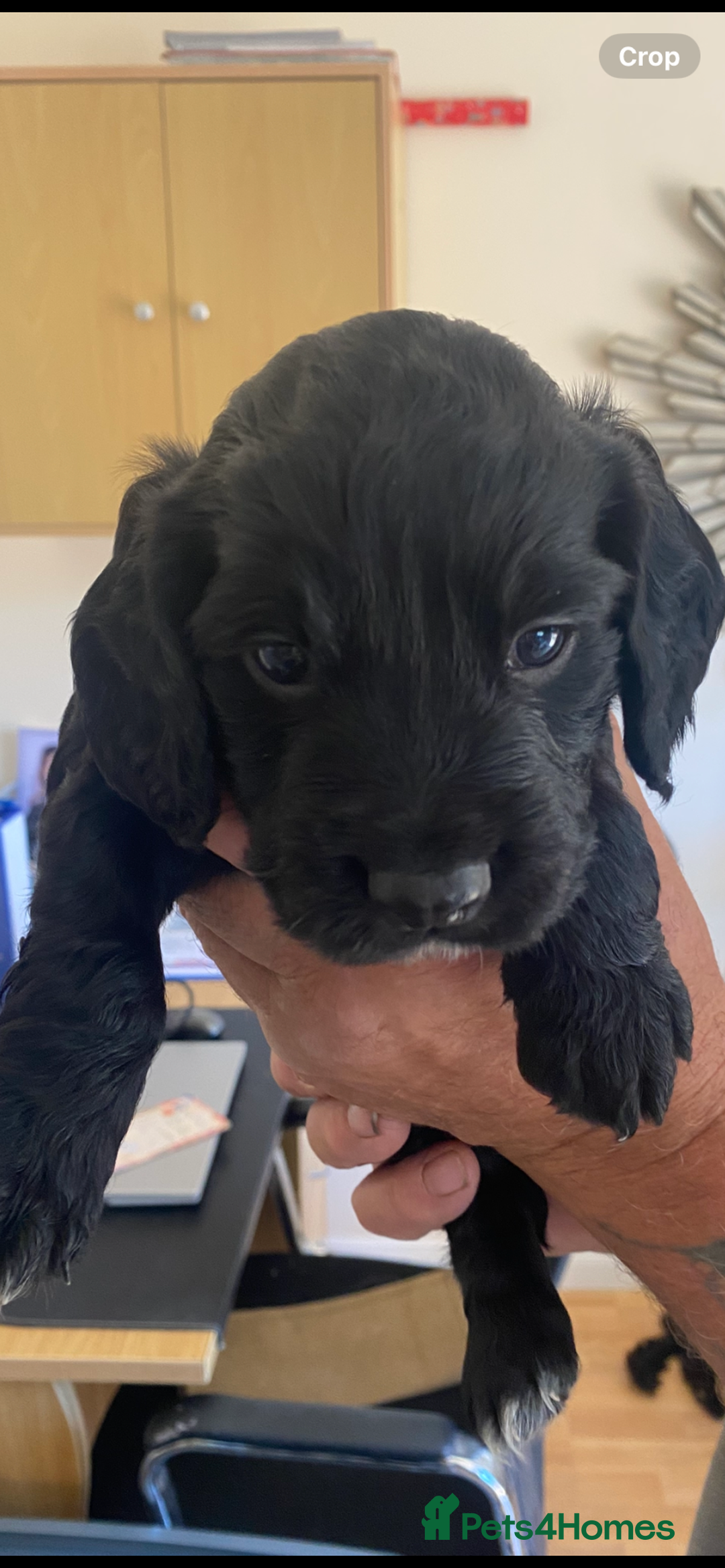 Cocker Spaniel dogs for sale: Beautiful Cocker Spaniel Puppies  - Image 14