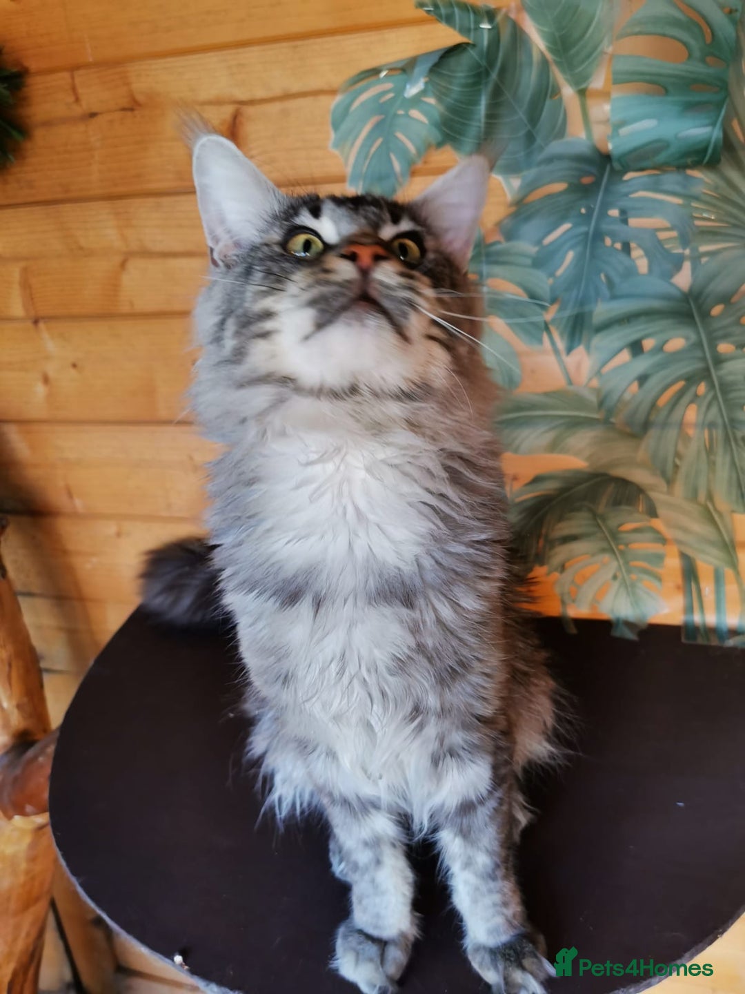 Maine Coon cats for stud: Active Tica duel Gccf Maine Coons in Grantham - Image 8
