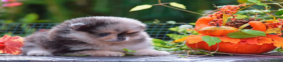 Pomeranian Puppy 1