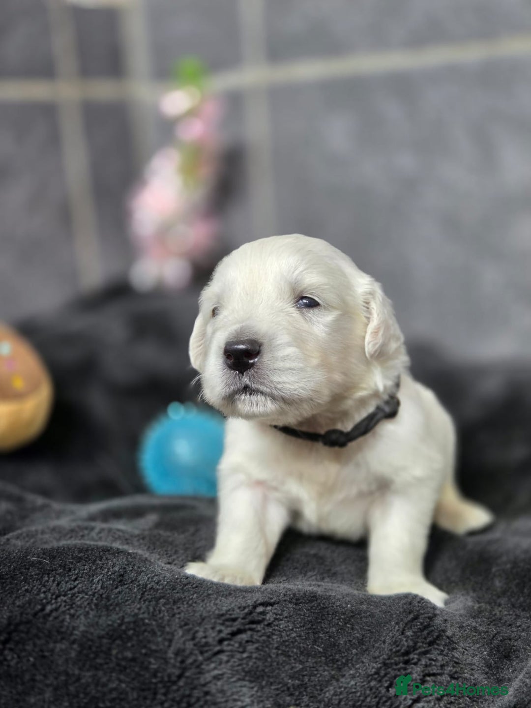 Golden Retriever dogs for sale: Gorgeous kc reg golden retrievers  - Advert 13