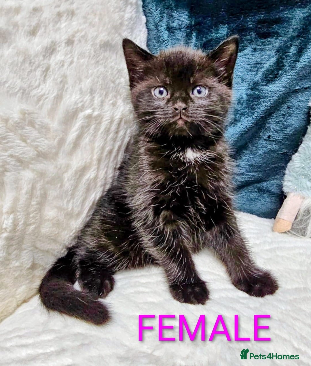 Mixed Breed cats for sale: Adorable Kittens Available – 8 Weeks Old! 🐾 - Advert 3